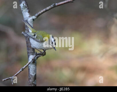 Comune Firecrest, Regulus ignicapilla Foto Stock