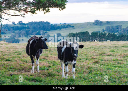 Due giovani mucche in un paddock in NSW Australia Foto Stock