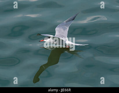 Common tern, Sterna hirundo, in volo su acque di superficie Foto Stock