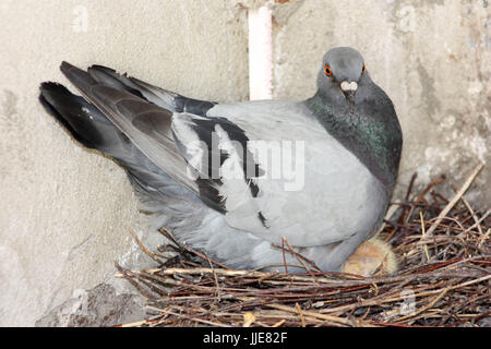 Pulcini del piccione. Due pezzi. In un nido di rami. Pigeon è in incubazione. Polli di giallo. Foto per il tuo design. Foto Stock