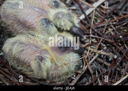 Nido di una colomba. Fauna selvatica nella città. Baby pigeon dormendo, insieme a suo fratello. Due piccioni. Senza piumaggio, piccole. Con peluria giallo nella crusca Foto Stock