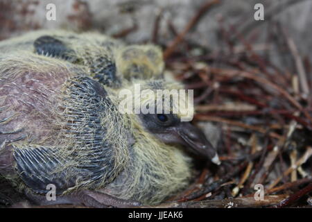 Nido di una colomba. Fauna selvatica nella città. Baby pigeon dormendo, insieme a suo fratello. Due piccioni. Con il piumaggio emergenti, piccole. Con peluria giallo io Foto Stock