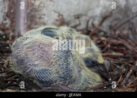 Nido di una colomba. Fauna selvatica nella città. Baby pigeon dormendo, insieme a suo fratello. Due piccioni. Con il buio emergenti e sottolineato piumaggio, piccole. Wi Foto Stock