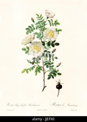 Vecchia illustrazione del Burnett rosa (Rosa pimpinellifolia). Creato da P. R. Redoute, pubblicato su Les Roses, Imp. Firmin Didot, Parigi, 1817-24 Foto Stock