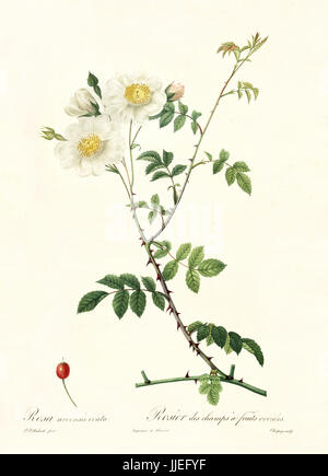 Vecchia immagine di campo rosa (Rosa arvense ovata). Creato da P. R. Redoute, pubblicato su Les Roses, Imp. Firmin Didot, Parigi, 1817-24 Foto Stock