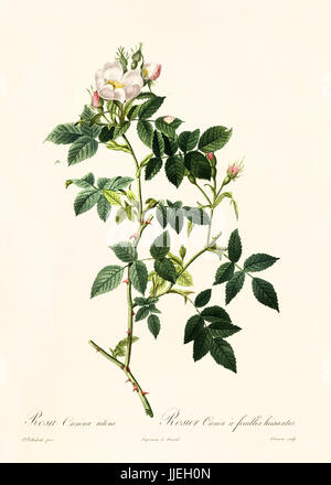 Vecchia illustrazione di Rosa canina nitens. Creato da P. R. Redoute, pubblicato su Les Roses, Imp. Firmin Didot, Parigi, 1817-24 Foto Stock