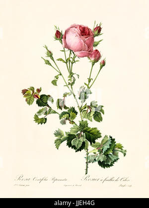 Vecchia illustrazione di rosa centifolia bipinnata. Creato da P. R. Redoute, pubblicato su Les Roses, Imp. Firmin Didot, Parigi, 1817-24 Foto Stock