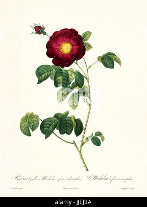 Vecchia illustrazione di rosa gallica maheka. Creato da P. R. Redoute, pubblicato su Les Roses, Imp. Firmin Didot, Parigi, 1817-24 Foto Stock