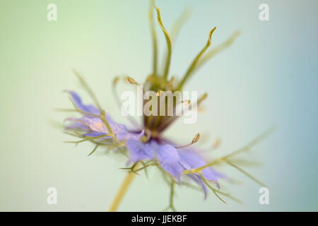 Close up macro studio di Nigella Foto Stock