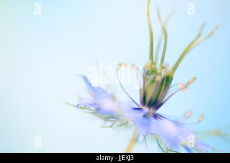 Close up macro studio di Nigella Foto Stock