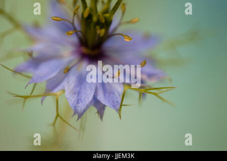 Close up macro studio di Nigella Foto Stock