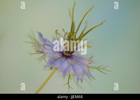 Close up macro studio di Nigella Foto Stock