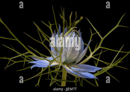 Close up macro studio di Nigella Foto Stock