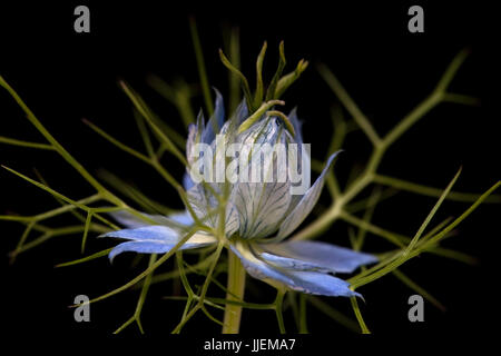 Close up macro studio di Nigella Foto Stock