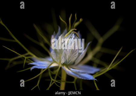 Close up macro studio di Nigella Foto Stock