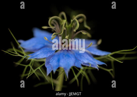 Close up macro studio di Nigella Foto Stock