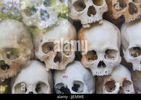 Teschi parete dietro il vetro con angolo albero di riflessione nel campo memorial building in Cambogia vicino a Phnom Penh Foto Stock