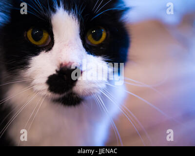 Silvestro è un gatto di salvataggio da gatto in protezione, ora vive nella sua casa per sempre. Foto Stock