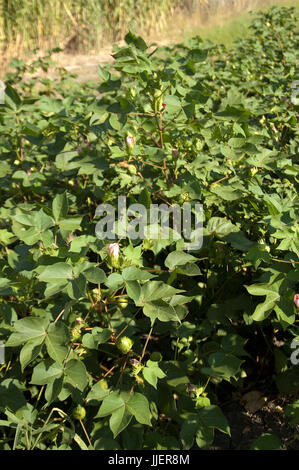 Piante di cotone con bolls prima della fibra viene visualizzato Foto Stock