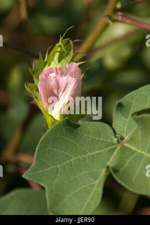 Piante di cotone con bolls prima della fibra viene visualizzato Foto Stock