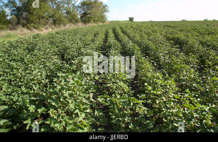 Piante di cotone con bolls prima della fibra viene visualizzato Foto Stock