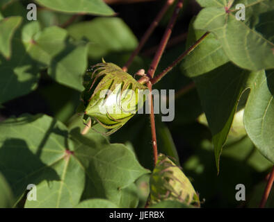 Piante di cotone con bolls prima della fibra viene visualizzato Foto Stock