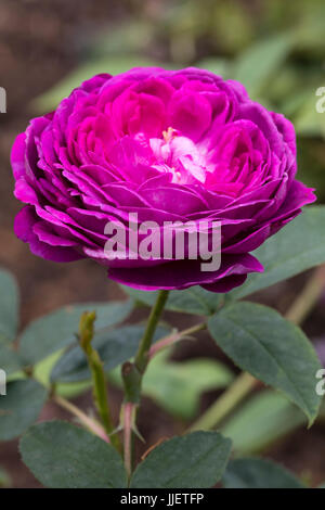 Fortemente fragrante viola fiore rosa dell'ibrido perpetuo, rose rosa "Reine des Violettes' Foto Stock