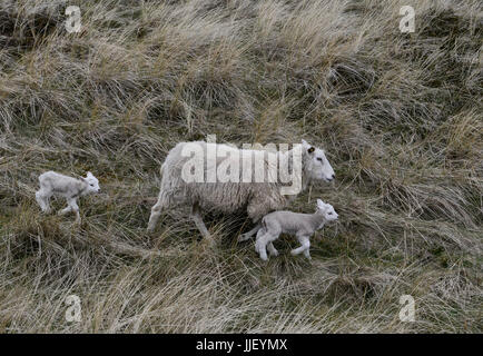 Germania, Isola del Mare del Nord Sylt, Pecora con agnello in praterie Foto Stock