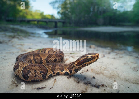 I capretti cottonmouth snake (Agkistrodon piscivorus), Florida, America, STATI UNITI D'AMERICA Foto Stock