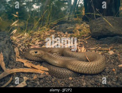 Orientale snake marrone (Pseudonaja textilis), Melbourne, Australia Foto Stock