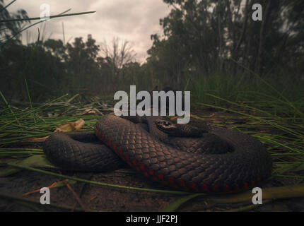 Rosso-nero panciuto snake (Pseudechis porphyriacus) nelle vicinanze di una palude, Yarrawonga, Hume, Victoria, Australia Foto Stock