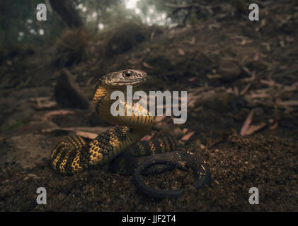 Tiger snake (Notechis scutatus) sulla riva del fiume, Melbourne, Victoria, Australia Foto Stock
