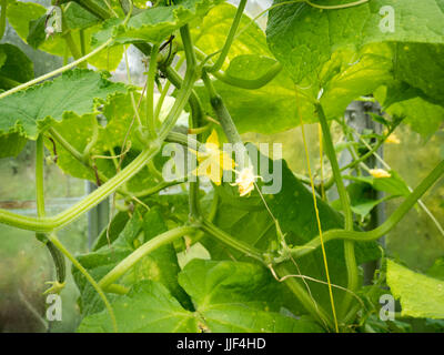 Piante di cetriolo in crescita in un domestico o home serra giardino Foto Stock