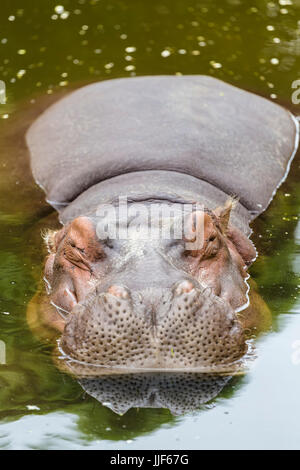 Hippo ospita comodamente in un stagno sporco Foto Stock