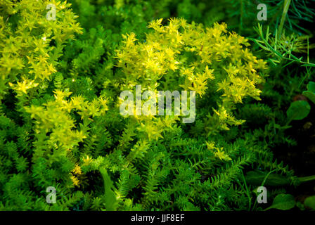 Goldmoss stonecrop (Sedum acre) Foto Stock