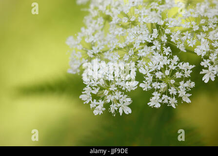 Filipendula ulmaria - Spirea Foto Stock