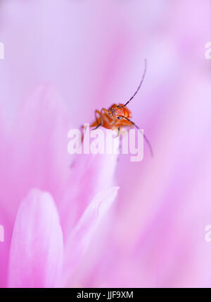 Rhagonycha fulva - soldato rosso Beetle sul cosmo fiore Foto Stock