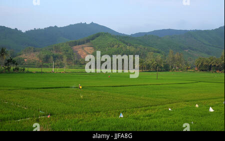 Asian agricoltore lavora su vaste risaie, uomo insetticida di spruzzatura del giorno, Vietnamita campo di riso montagna vicina al Delta del Mekong, Vietnam Foto Stock
