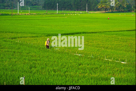 Asian agricoltore lavora su vaste risaie, uomo insetticida di spruzzatura del giorno, Vietnamita campo di riso montagna vicina al Delta del Mekong, Vietnam Foto Stock