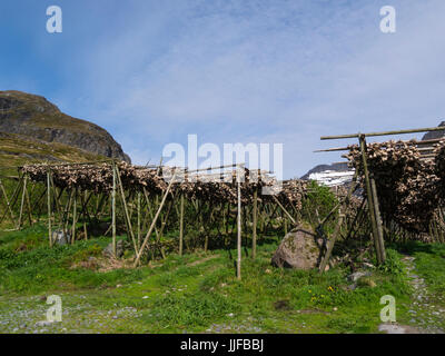 Stoccafisso rack con righe di merluzzo non salato essiccamento in aria fredda e il vento Isole Lofoten in Norvegia Foto Stock