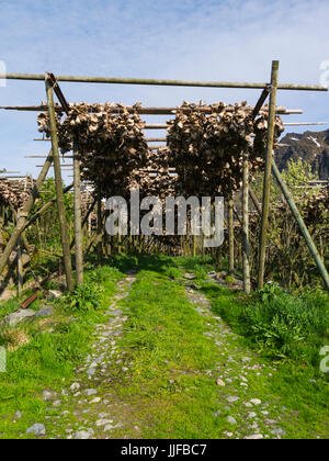 Stoccafisso rack con righe di merluzzo non salato essiccamento in aria fredda e il vento Isole Lofoten in Norvegia Foto Stock