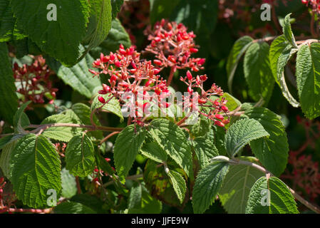 Rosso frutto di maturazione di Japenese snowball bush, Viburnum plicatum, set contro il fogliame verde di questo giardino arbusto, Berkshire, Luglio Foto Stock