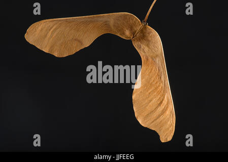 Una coppia di secco maturo, acero Acer sp., semi, samaras, chiave di acero, elicottero, whirlybird o polynose contenenti ciascuna un nutlet attaccato a una spianatura di vincere Foto Stock