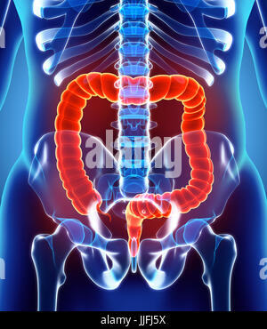 3D illustrazione dell intestino crasso, parte del sistema digestivo. Foto Stock
