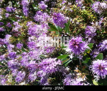 Viola Grappolo di fiori Foto Stock