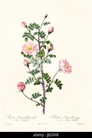 Vecchia illustrazione di Rosa pimpinelli folia rubra. Creato da P. R. Redoute, pubblicato su Les Roses, Imp. Firmin Didot, Parigi, 1817-24 Foto Stock