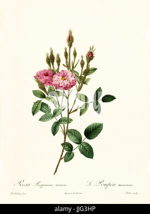 Vecchia illustrazione di Rosa quello di Pomponiana muscosa. Creato da P. R. Redoute, pubblicato su Les Roses, Imp. Firmin Didot, Parigi, 1817-24 Foto Stock