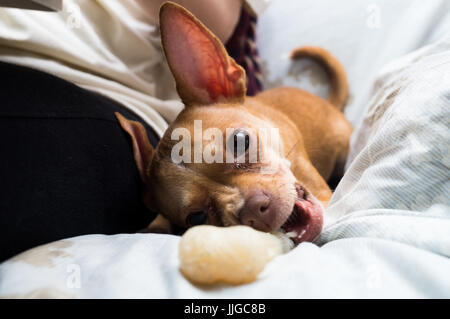 Cane sul divano Foto Stock