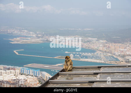 Un lone barbary macaque siede su un tetto sulla cima della roccia, Gibilterra, con vista sul porto in background Foto Stock