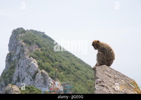 Vista la Roccia di Gibilterra, con barbary macaque in primo piano guardando un po' malinconico Foto Stock